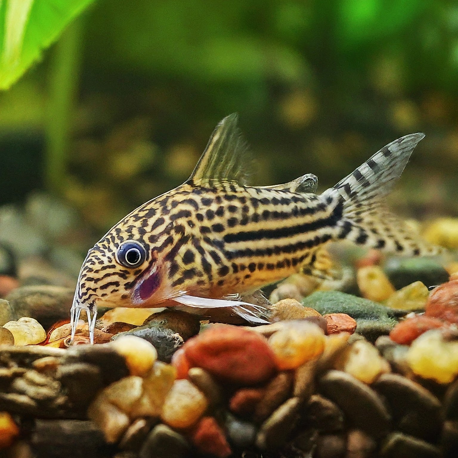 6 Best bottom feeder fish for small tank (perfect for under 10 gallons ...