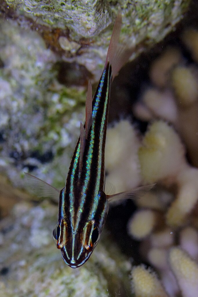 Saltwater Fish Schooling Behavior photo
