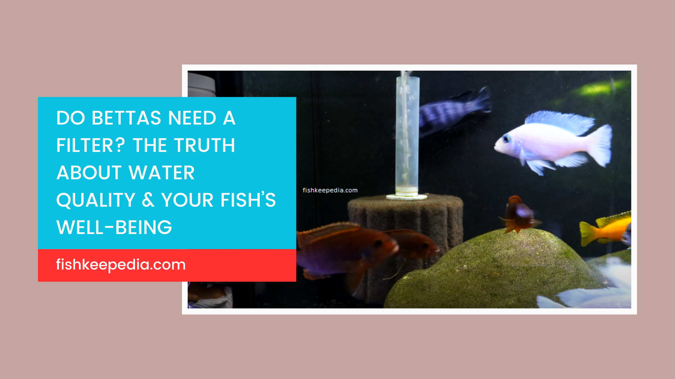Photo inspiration: Picture Idea: Do Bettas Need A Filter The Truth About Water Quality