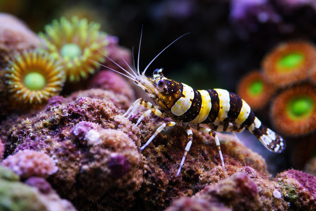 Bumblebee Shrimp Care Guide: The Tiny Reef Shrimp Most Hobbyists ...